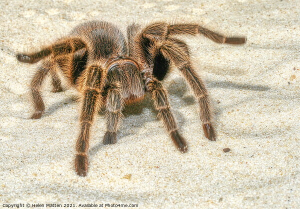 A close up of a Tarantula spider in the sand Picture Board by Helkoryo Photography