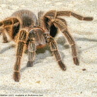 Buy canvas prints of A close up of a Tarantula spider in the sand by Helkoryo Photography