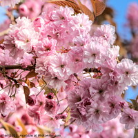 Buy canvas prints of Cherry Blossom by Helkoryo Photography