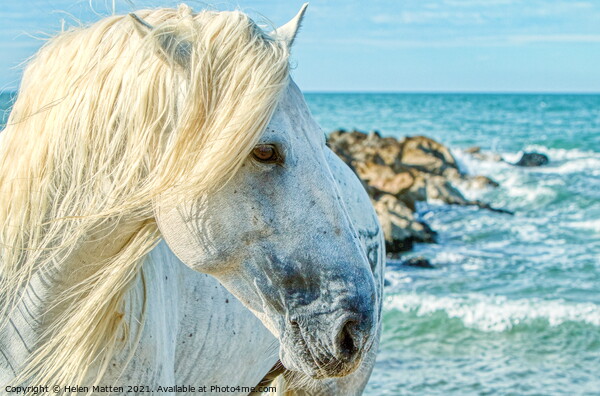 A Camargue Stallion by the Sea Picture Board by Helkoryo Photography