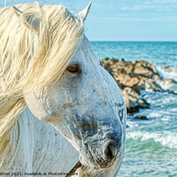 Buy canvas prints of A Camargue Stallion by the Sea by Helkoryo Photography