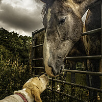 Buy canvas prints of Horse and Hound by Janie Pratt