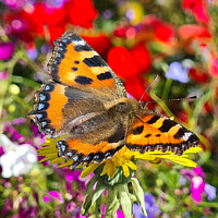 Buy canvas prints of A colorful butterfly on a flower by Libby  Plews 