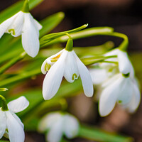 Buy canvas prints of Snowdrops by Libby  Plews 