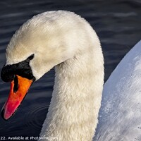 Buy canvas prints of Swan by Cecil Owens