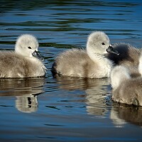 Buy canvas prints of Cygnets by Cecil Owens