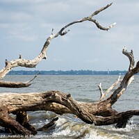 Buy canvas prints of Driftwood Beach by Cecil Owens