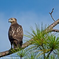 Buy canvas prints of A hawk perched on a tree branch by Cecil Owens