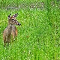 Buy canvas prints of Deer outdoors by Cecil Owens