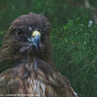 Buy canvas prints of A close up of a Hawk by Cecil Owens