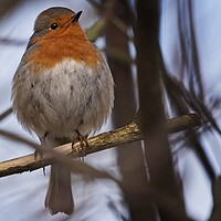 Buy canvas prints of A robin perched on a tree branch by Cecil Owens