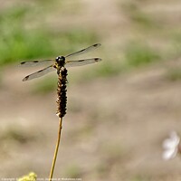 Buy canvas prints of Dragonfly by Cecil Owens