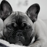 Buy canvas prints of Frenchie by Cecil Owens