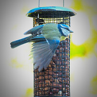 Buy canvas prints of Blue Tit on a garden feeder. by Peter Bolton