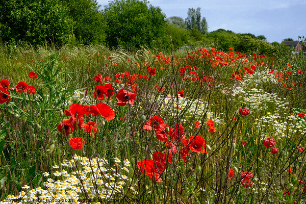 Poppies in a field at Wakering, Essex, UK. Picture Board by Peter Bolton