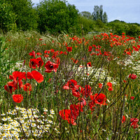 Buy canvas prints of Poppies in a field at Wakering, Essex, UK. by Peter Bolton