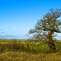 Buy canvas prints of Country landscape at Hullbridge, Essex by Peter Bolton