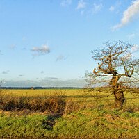 Buy canvas prints of Country hedgerow at Hullbridge, Essex, UK. by Peter Bolton