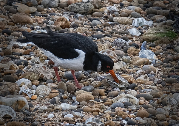 Shore Foraging Oystercatcher Nature Picture Board by Peter Bolton