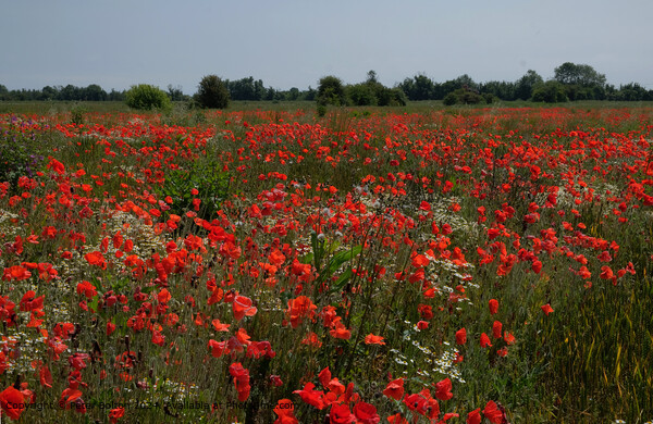 Wakering Poppyfield Nature Picture Board by Peter Bolton