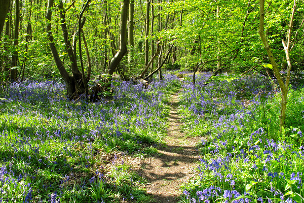 Bluebells at Norsey Wood, Billericay, Essex, UK Picture Board by Peter Bolton