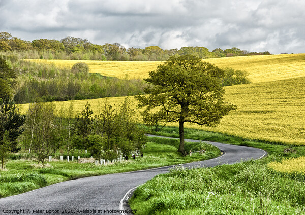 Winding country road at The Hanningfields, Essex, UK Picture Board by Peter Bolton