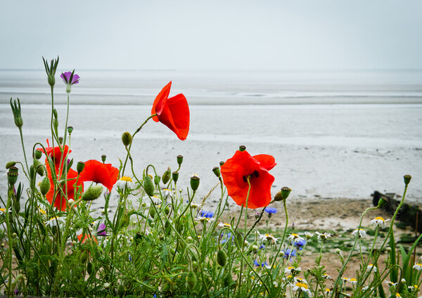 Poppies grow alongside the coast path at 'The Garrison', Shoeburyness, `Essex, UK. Picture Board by Peter Bolton