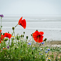 Buy canvas prints of Poppies grow alongside the coast path at 'The Garrison', Shoeburyness, `Essex, UK. by Peter Bolton