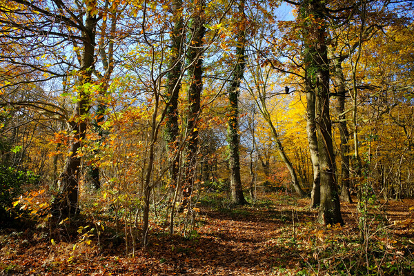 Belfairs Wood in Autumn, Westcliff on Sea, Essex UK. Picture Board by Peter Bolton
