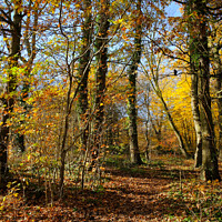 Buy canvas prints of Belfairs Wood in Autumn, Westcliff on Sea, Essex UK. by Peter Bolton
