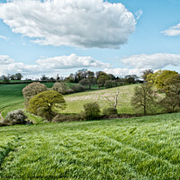 Buy canvas prints of Fields in summer at Downham, Essex, UK. by Peter Bolton