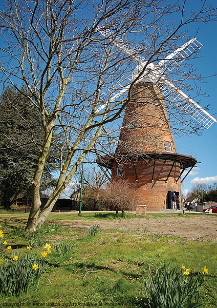 Rayleigh Mill, Essex, UK.  Picture Board by Peter Bolton