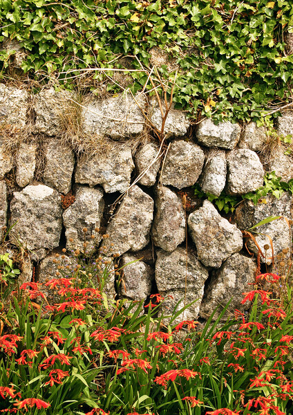 Dry stone wall at Lands End in Cornwall, UK. Picture Board by Peter Bolton
