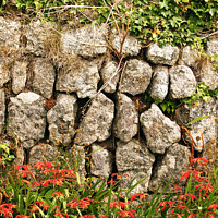 Buy canvas prints of Dry stone wall at Lands End in Cornwall, UK. by Peter Bolton