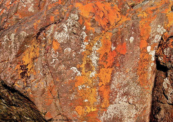 A close up of a rock with lichen and fossils at Lands End, Cornwall, UK. Picture Board by Peter Bolton