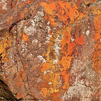 Buy canvas prints of A close up of a rock with lichen and fossils at Lands End, Cornwall, UK. by Peter Bolton
