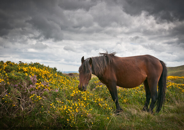 Dartmoor pony grazing with unsettled weather approaching. Dartmoor, Devon, UK. Picture Board by Peter Bolton