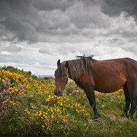 Buy canvas prints of Dartmoor pony grazing with unsettled weather approaching. Dartmoor, Devon, UK. by Peter Bolton