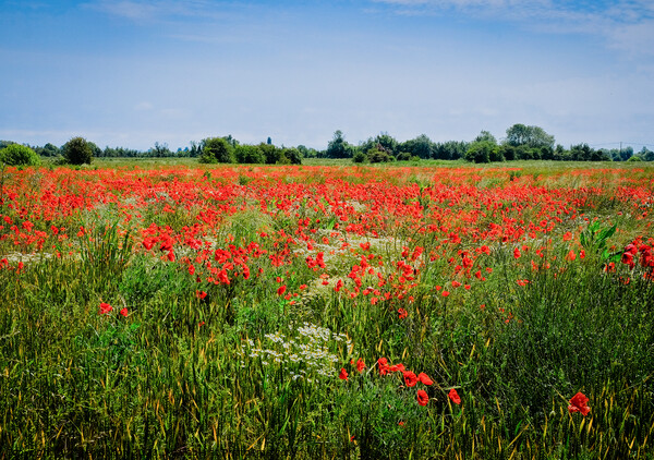 Wild poppies at Wakering, Essex, UK. Picture Board by Peter Bolton