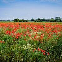 Buy canvas prints of Wild poppies at Wakering, Essex, UK. by Peter Bolton