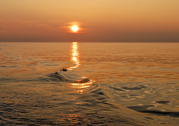 Sun setting over the Mediterranean Sea. Picture Board by Peter Bolton