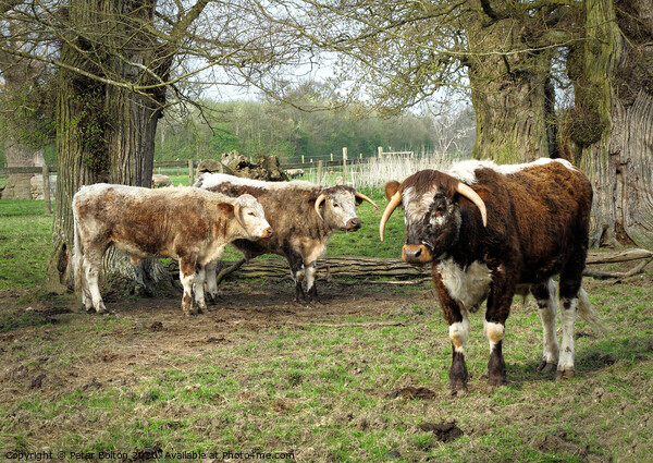 Rare breed cattle at Kentwell, Suffolk, UK Picture Board by Peter Bolton