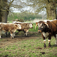 Buy canvas prints of Rare breed cattle at Kentwell, Suffolk, UK by Peter Bolton