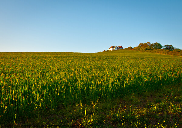 Looking up a hill and wheat field towards a White House and a copse at Leigh on Sea, Essex, UK. Picture Board by Peter Bolton