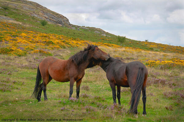 Wild Dartmoor ponies, Dartmoor National Park, Devon, UK. Picture Board by Peter Bolton