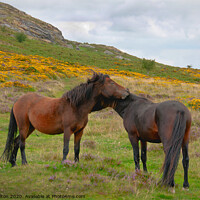 Buy canvas prints of Wild Dartmoor ponies, Dartmoor National Park, Devon, UK. by Peter Bolton