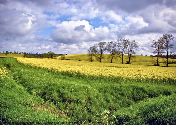 View across fields at Hanningfield, Essex, UK. Rapeseed crop in fields with a treeline on the horizon. Picture Board by Peter Bolton