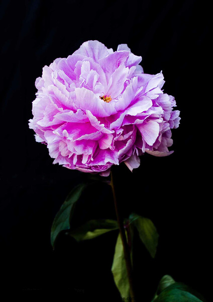 'Paeonia officialis'. Flower on a black background. Picture Board by Peter Bolton