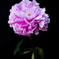 Buy canvas prints of 'Paeonia officialis'. Flower on a black background. by Peter Bolton