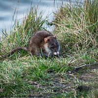 Buy canvas prints of A water rat on the bank by a lake by Peter Bolton